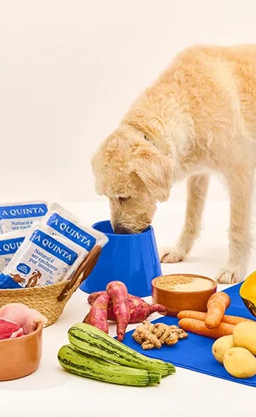 Cachorro feliz comendo alimentação natural A Quinta em ambiente doméstico