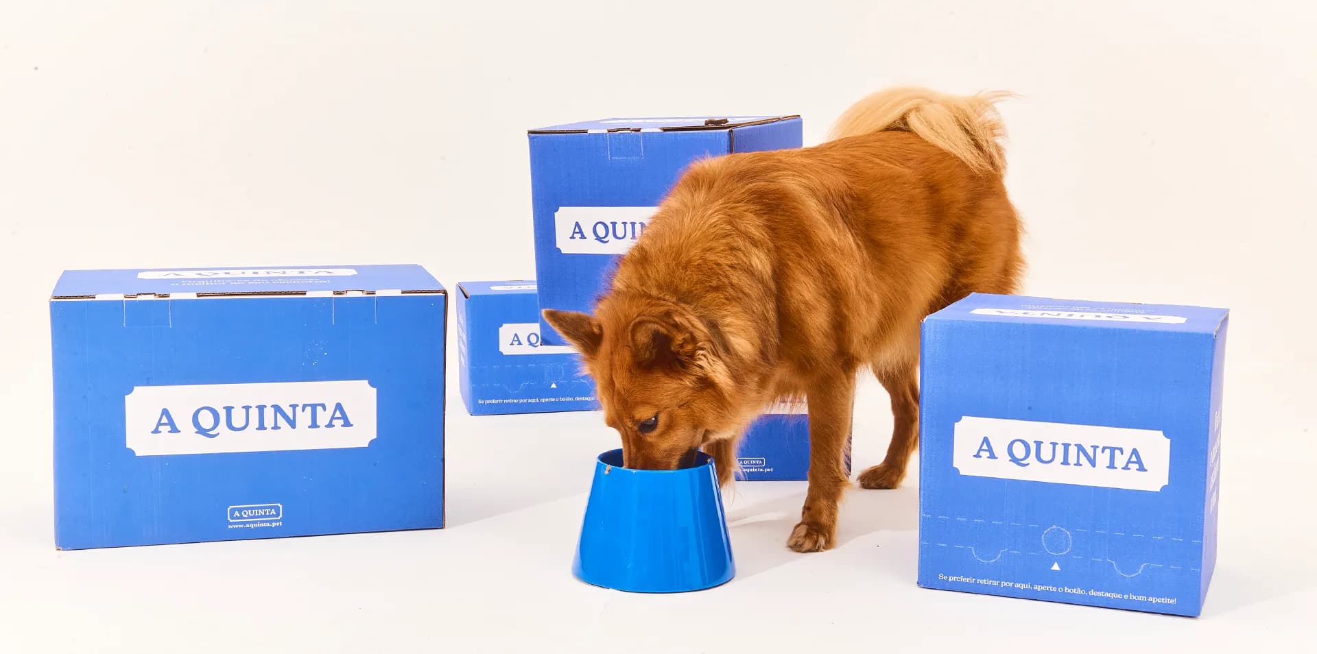 Diversos cães de diferentes raças ao redor de caixas com produtos A Quinta - alimentação natural