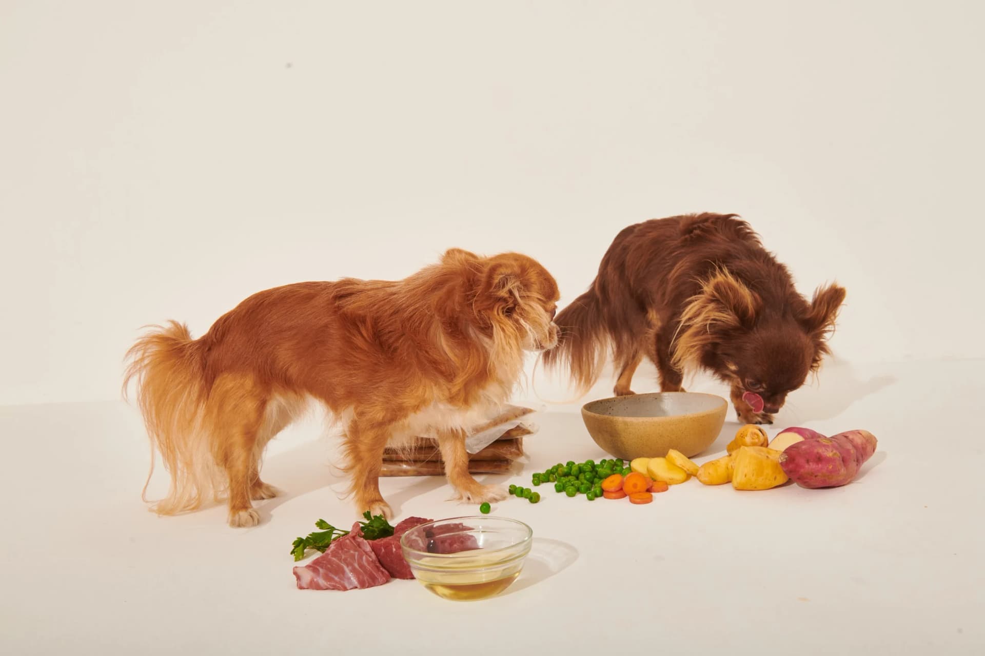 Colágeno para cães: benefícios, evidências e como usar