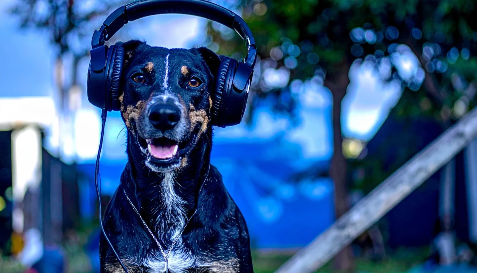 Cães e música: será que eles gostam?