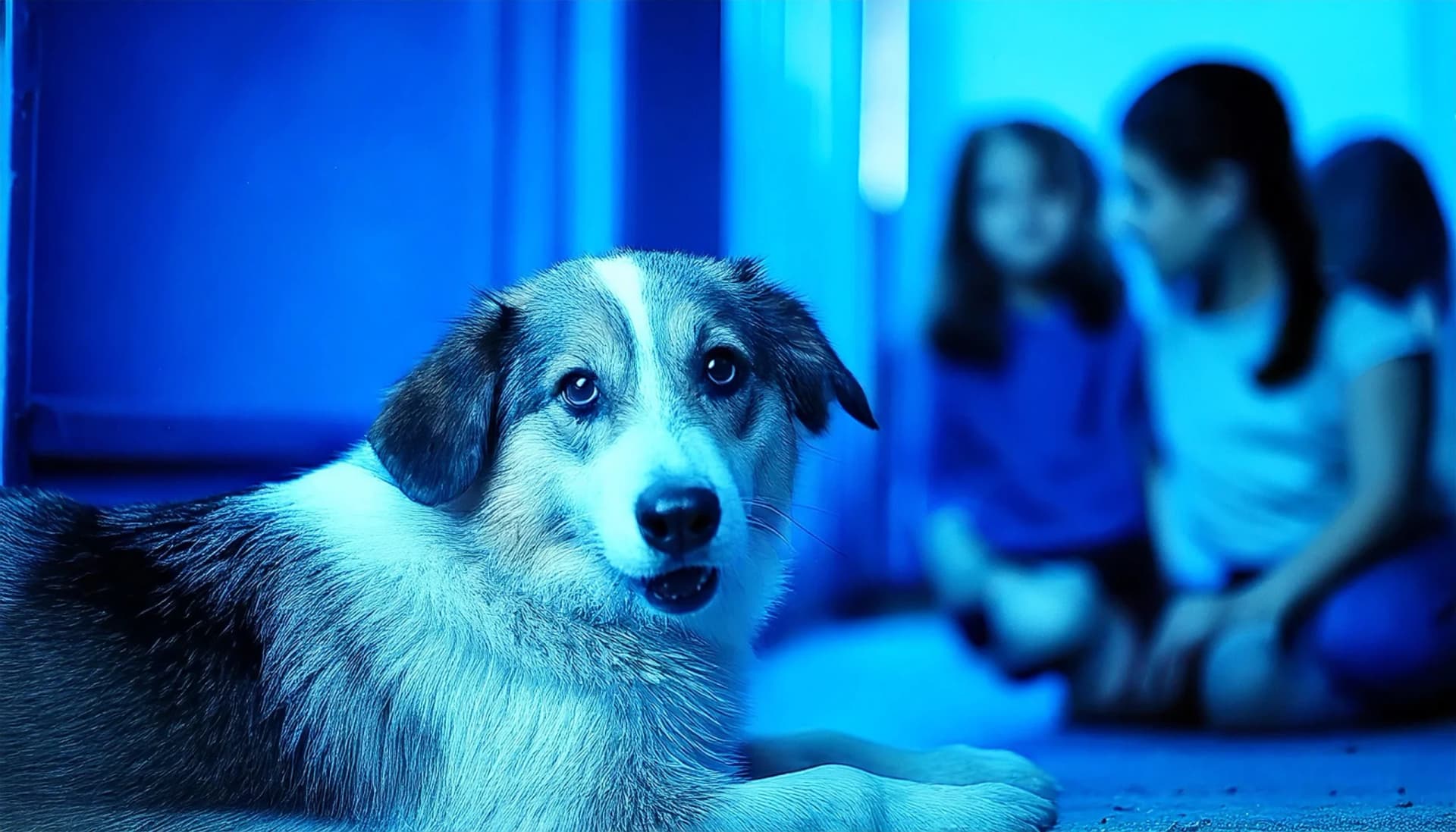 Pets como Parte da Família: A Evolução da Relação Entre Humanos e Animais